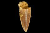 Serrated, Raptor Tooth - Real Dinosaur Tooth #127049-1